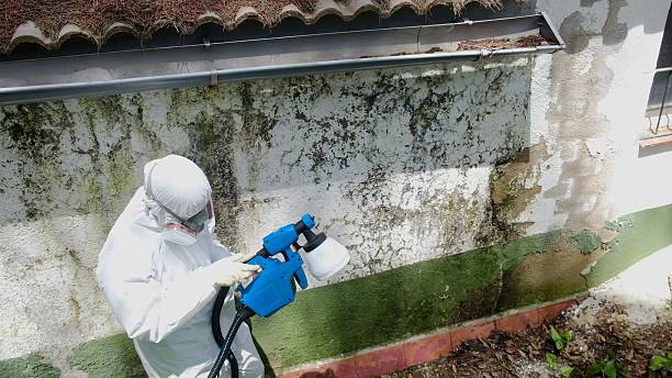 Trusted Mold Removal service in Boxborough, MA - Cheap Mold Removal